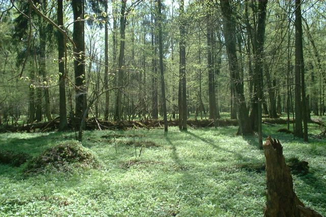 Forrás: Wikimédia