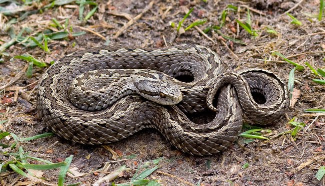 Rákosi vipera Forrás: sulinet.hu