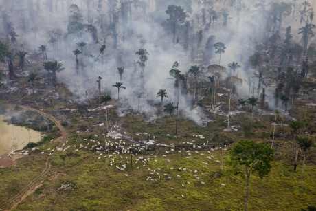 Forrás: Greenpeace