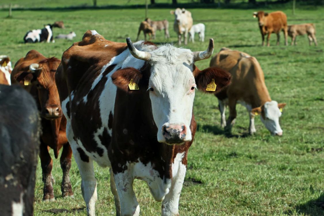 Egy osztrák legelőn egy tehéncsorda több embert is megtámadott, egy nő meghalt