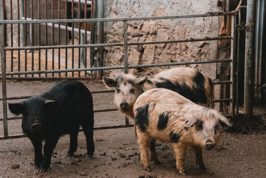 Dánia szakít agrármúltjával: megszüntették a mezőgazdasági minisztériumot, új korszak kezdődhet a fenntartható gazdálkodásban