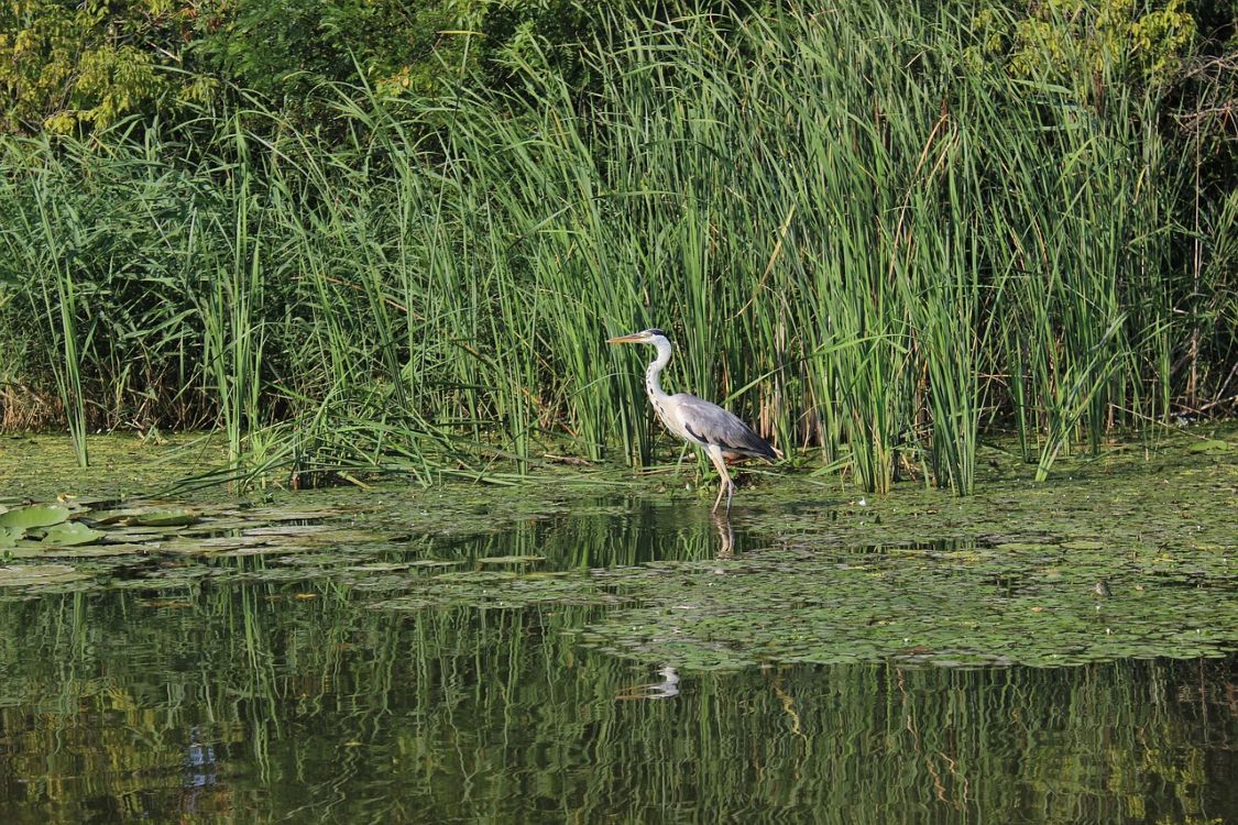 Kínai segítséggel újulhat meg a hazai vízgazdálkodás: változás jöhet a Tiszánál