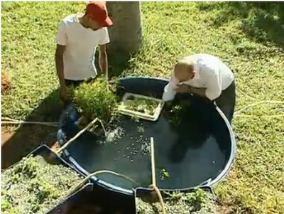 Brazíliai aquapóniás eljárással működő telep.