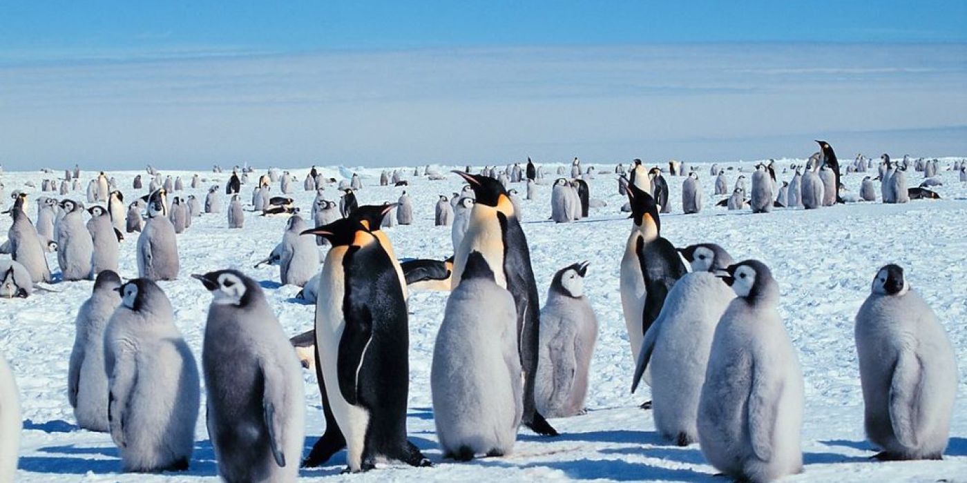 császárpingvin jégtábla leválás halál
