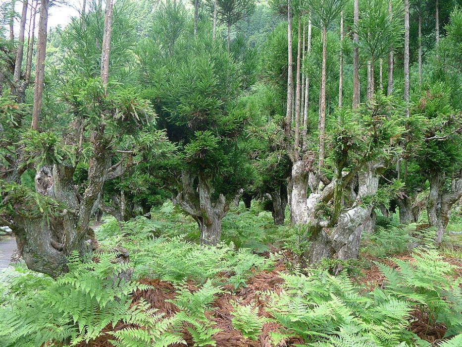Kiderült, hogyan termelnek fát anélkül a japánok, hogy egyet is kivágnának