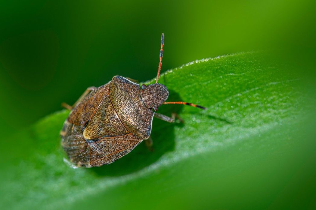 Meddig bírja a poloska a hideget, hány Celsius fok alatt pusztul el?