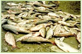 A ciánszennyezés áldozatai A ciánszennyezés áldozatai